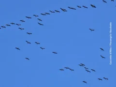 La migrazione verso l