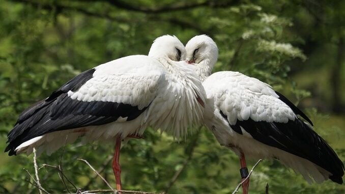 Venticinque cicogne salvate grazie a un ponte tra Italia e Bulgaria - La Regione: «il centro di Racconigi un modello per le aree protette»