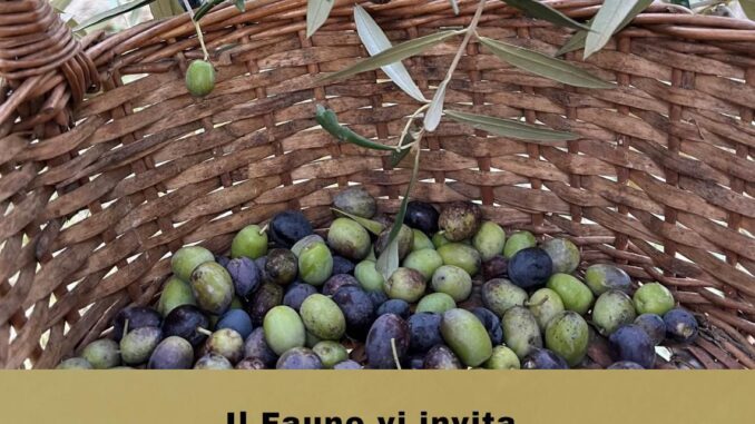 Il Fauno celebra l’olio nuovo di Castiglione (DA FINIRE MARTEDì)