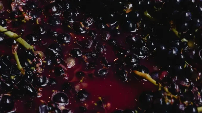 Agricoltore di Busca trovato senza vita in una tinozza di vino