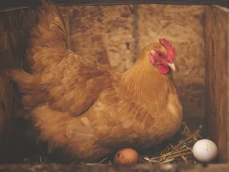 Galline senza gabbie, Ferrero premiata per l'uso di uova provenienti da allevamenti a terra