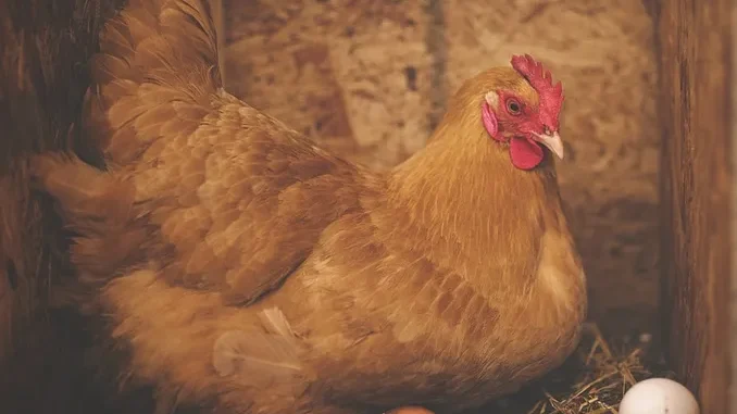 Galline senza gabbie, Ferrero premiata per l'uso di uova provenienti da allevamenti a terra