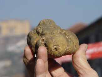 Domenica 10 novembre torna la Fiera di San Martin a Canelli con la mostra nazionale di tartufi