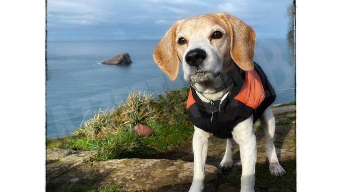 A Dogliani è morto il beagle con oltre 92mila follower