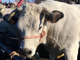 A Carrù ritorna la Fiera del Bue Grasso
