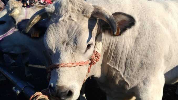 A Carrù ritorna la Fiera del Bue Grasso