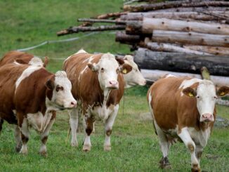 Afta bovini, Coldiretti Cuneo: tenere alta la guardia sui flussi commerciali