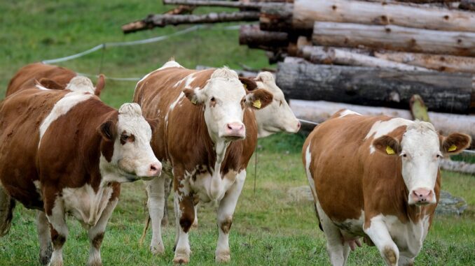 Afta bovini, Coldiretti Cuneo: tenere alta la guardia sui flussi commerciali