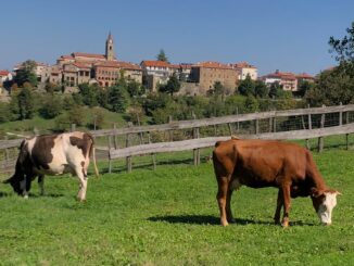 Mercato della terra / I formaggi di Monte Robiglio sono un'esperienza unica 1