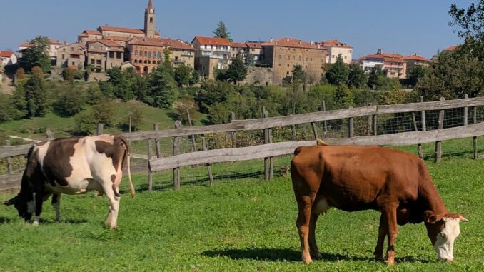 Mercato della terra / I formaggi di Monte Robiglio sono un'esperienza unica 1