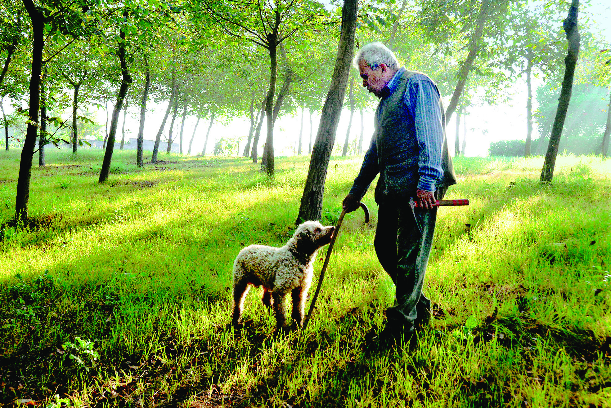 La stagione più breve di sempre: il tartufo nel 2024 è sparito e tutti si interrogano sul perché