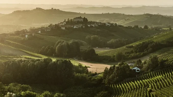 I numeri del consorzio dell'Asti: nel 2024 superati i 90 milioni di bottiglie 2