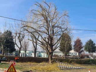Alba: lavori di manutenzione del verde cittadino