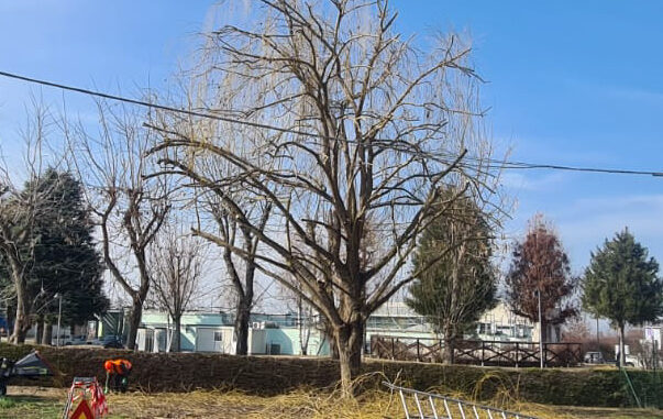 Alba: lavori di manutenzione del verde cittadino