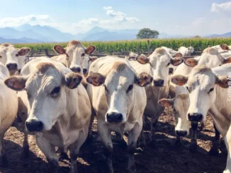 Coldiretti: tenere alta la guardia sugli animal
