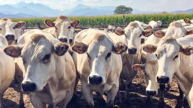 Coldiretti: tenere alta la guardia sugli animal