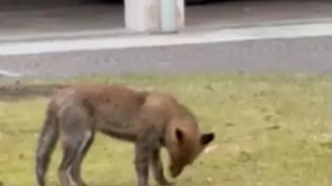 Questa mattina una volpe ha fatto visita alla redazione di Gazzetta