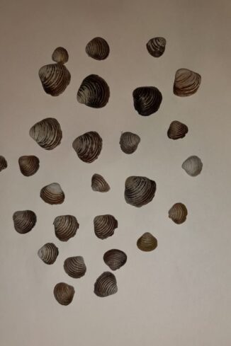 Le vongole nel Tanaro: come cambia un'ecosistema 2