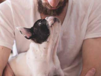 Bonus animali domestici 2025: chi ne ha diritto e come richiederlo