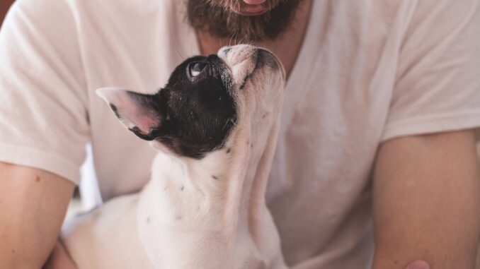 Bonus animali domestici 2025: chi ne ha diritto e come richiederlo