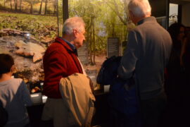 Al museo Eusebio sono state rinnovate le sale di botanica e di mineralogia (FOTO) 4