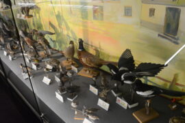 Al museo Eusebio sono state rinnovate le sale di botanica e di mineralogia (FOTO) 5