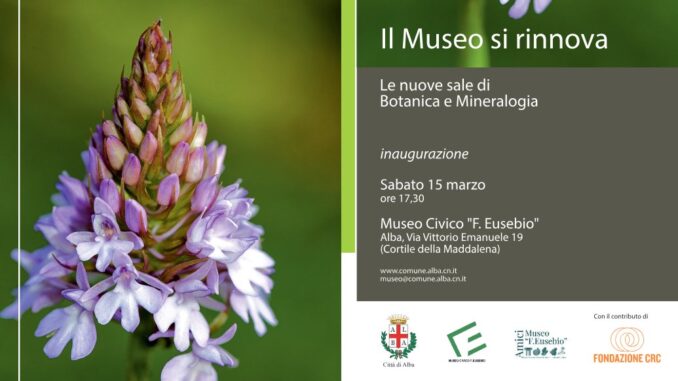 Il Museo “Federico Eusebio” di Alba rinnova le sale di Botanica e Mineralogia