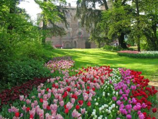 Messer Tulipano festeggia i suoi 25 anni: un viaggio nei fiori e nella storia
