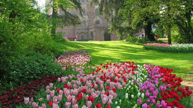 Messer Tulipano festeggia i suoi 25 anni: un viaggio nei fiori e nella storia