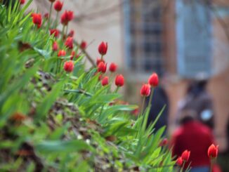 La festa dei tulipani sul sentiero dei castelli del Roero