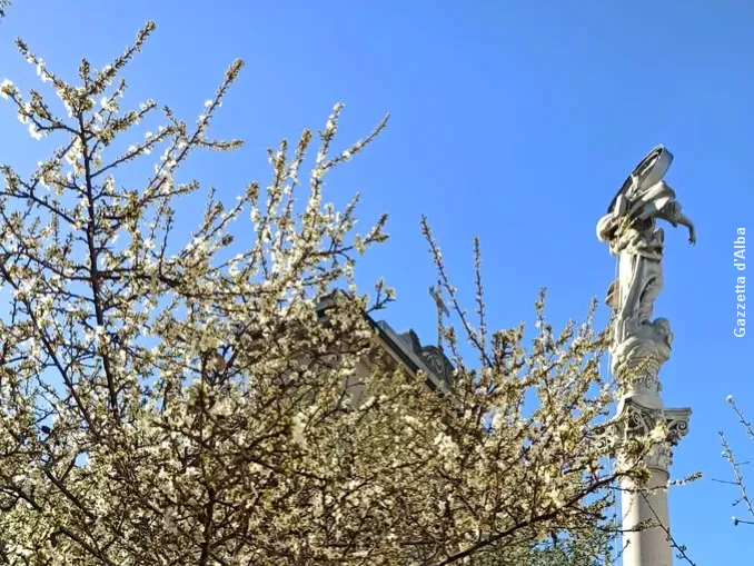 Madonna dei fiori a Bra: la fioritura del pruneto iniziata a novembre continua anche a marzo