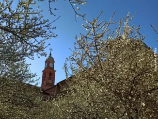Madonna dei fiori a Bra: la fioritura del pruneto iniziata a novembre continua anche a marzo 1