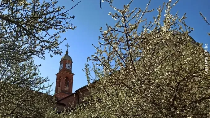Madonna dei fiori a Bra: la fioritura del pruneto iniziata a novembre continua anche a marzo 1