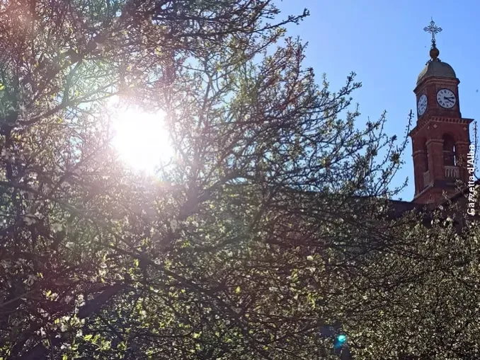 Madonna dei fiori a Bra: la fioritura del pruneto iniziata a novembre continua anche a marzo 2