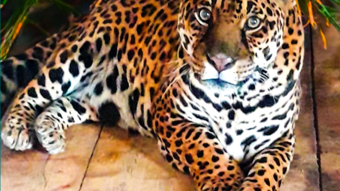 Al Parco safari di Murazzano il compleanno speciale di Regina