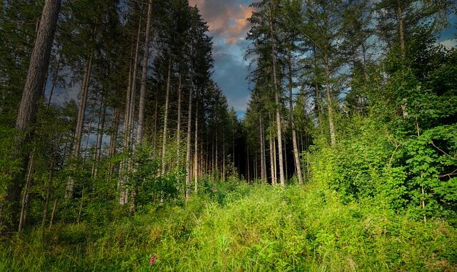 Riforestazione e comunità, un incontro per il Movimento per la decrescita felice