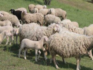 Blue tongue / La vaccinazione degli ovini è obbligatoria