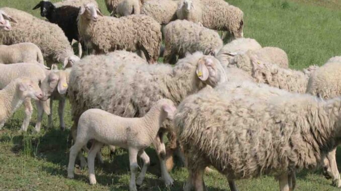 Blue tongue / La vaccinazione degli ovini è obbligatoria