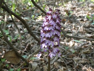 Le orchidee: una fragile meraviglia