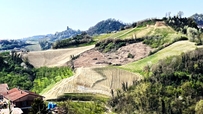 Monteu / I pioppi di zona Rivetto non dovevano essere abbattuti