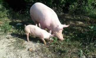 Mercato della terra / L’amore per le radici è alla base di Biulotti 1