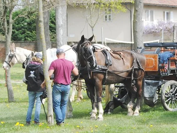 Il paradriving arriva a Bra. Carrozze e cavalli attesi alle 17.30 in piazza Giolitti