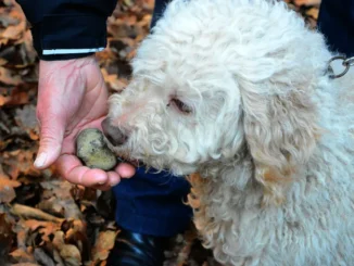 Libera ricerca e nuova legge sul tartufo, la preoccupazione delle associazioni dei trifolao