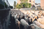La carica delle 1.200: arrivate ad Alba le pecore roaschine per pulire le aree verdi 3