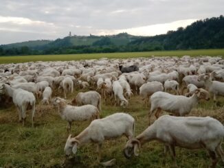 La carica delle mille pecore in arrivo al parco Tanaro per ripulire i campi