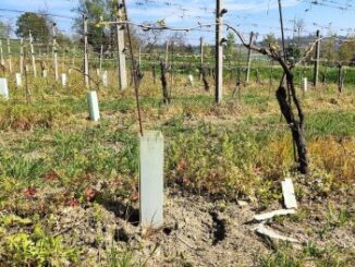 Ambiente / La plastica: dalla vigna al terreno in un convegno 1