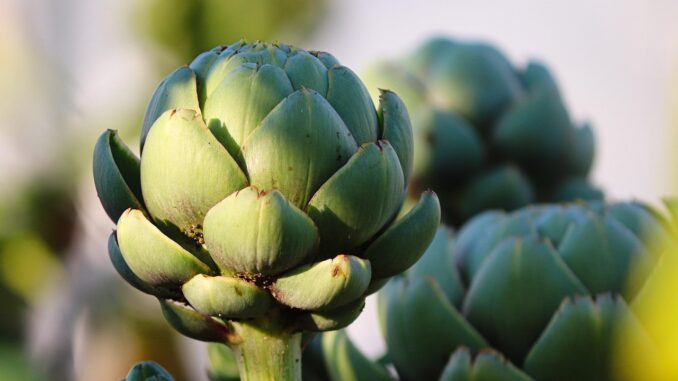 carciofi Un fiore in bocca può servire sai: Duipuvrun celebra il carciofo con libri e menu dedicati 1