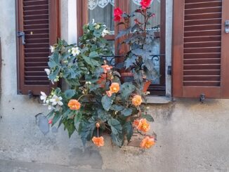 Bossolasco celebra la fioritura delle rose