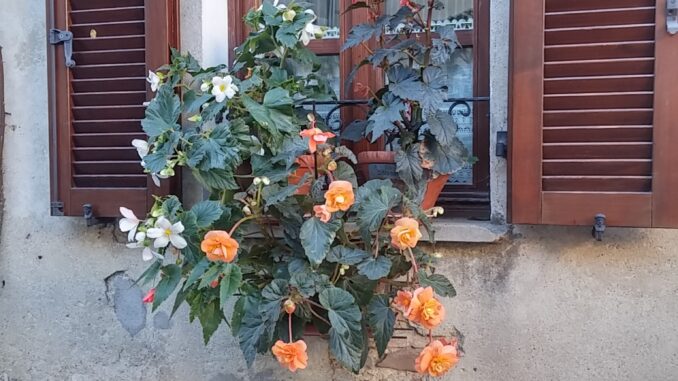 Bossolasco celebra la fioritura delle rose