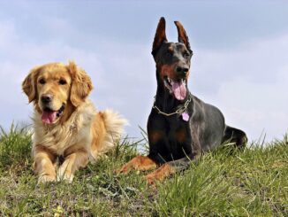 Al centro cinofilo 4 zampe in Langa un laboratorio per i vostri cani